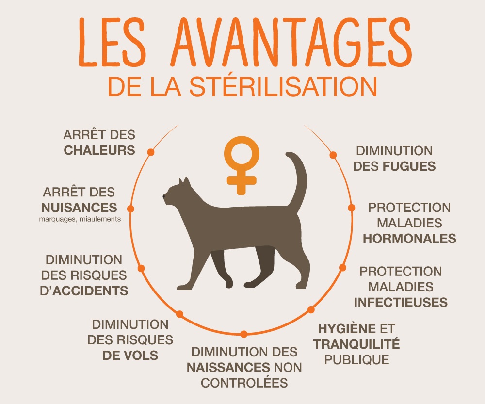 infographie sur les avantages de stériliser son chat 