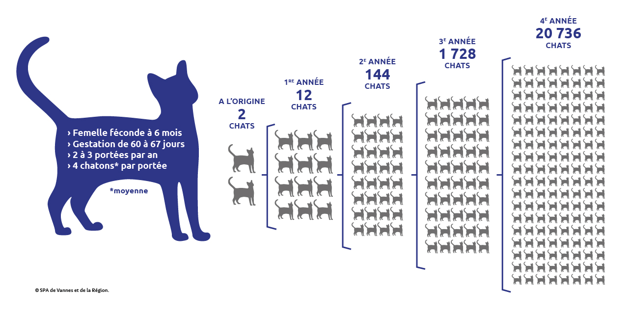 infographie montrant l'évolution des grossesses chez les chats sur différentes générations 