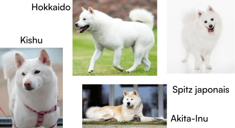 chien-kishu-hokkaido-akita-inu-et-spitz-japonais
