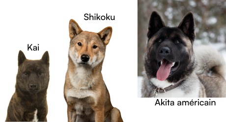 chien-kai-shikoku-et-akita-americain
