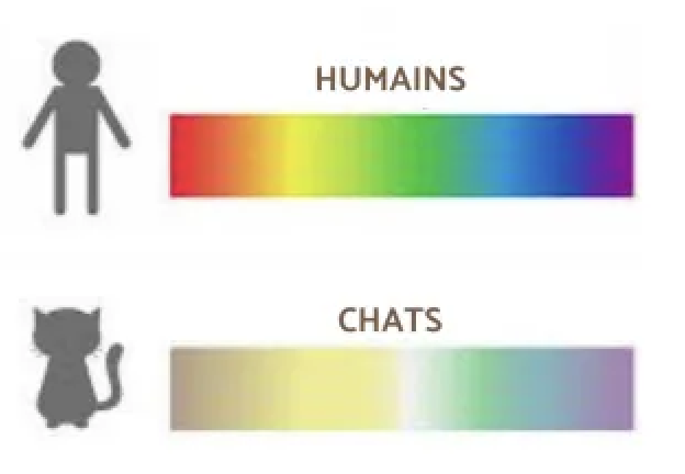 le spectre de la vision des couleurs du chat