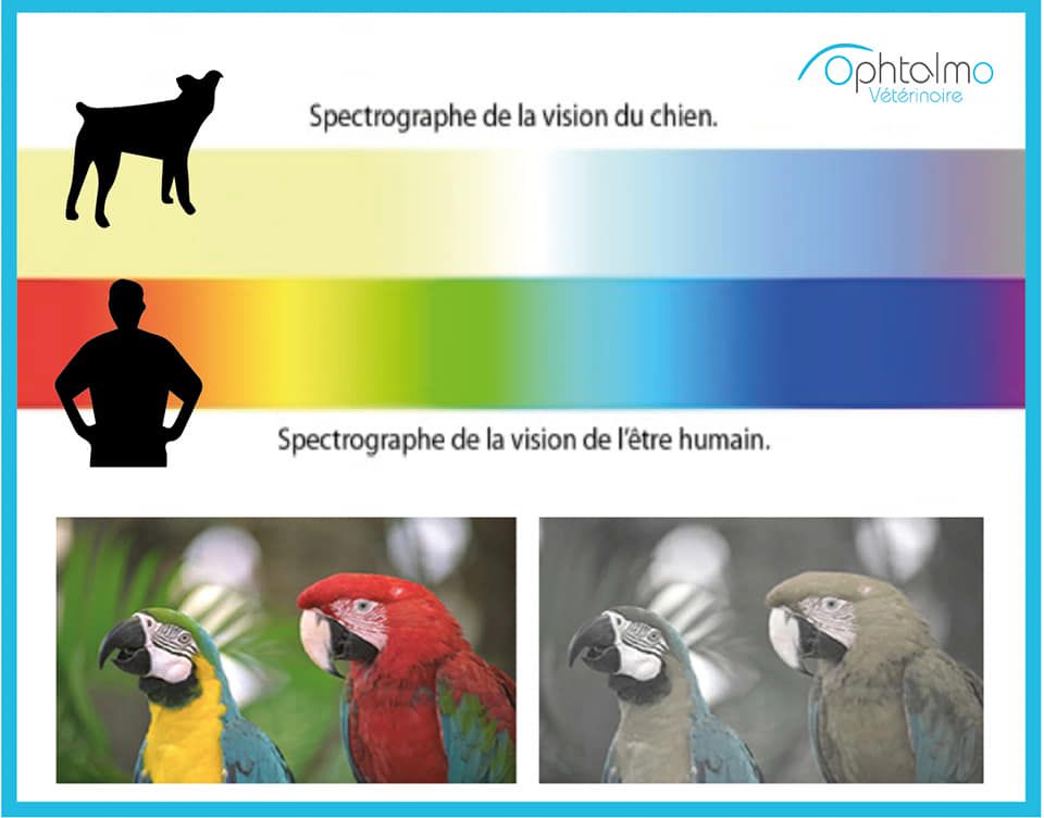 vision des couleurs du chien