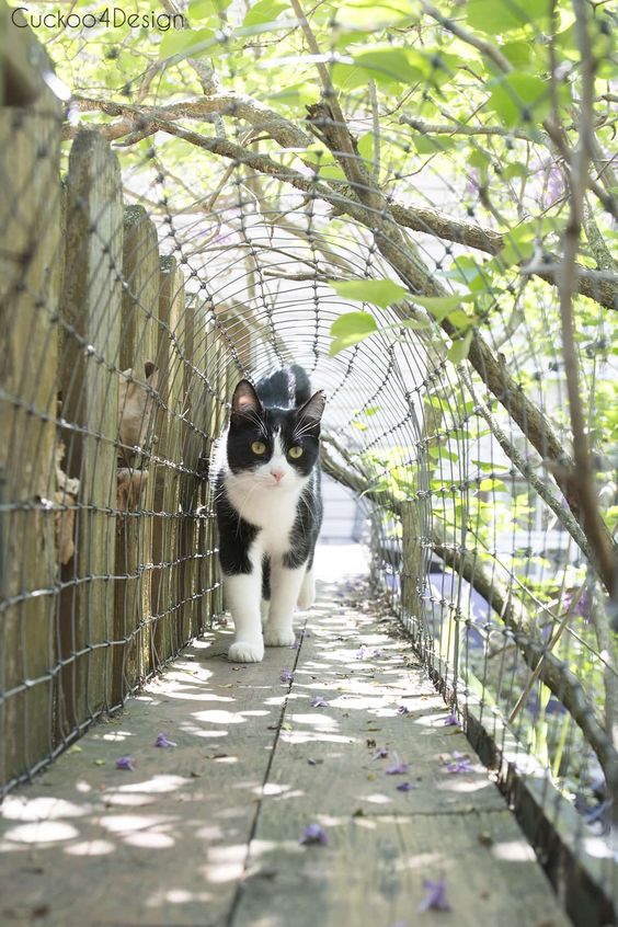 chaton blanc et noir traversant un tunnel extérieur
