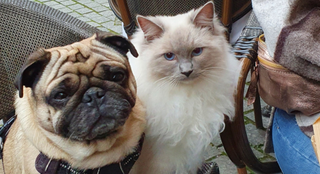 chat et chien assis sur une chaise en terrasse