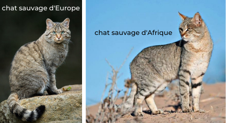 photos de chats sauvages d'europe et d'afrique