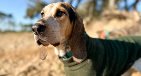 chien en manteau en balade