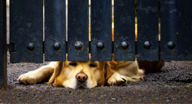 chien qui attend son maitre derrière un portail