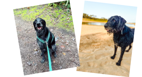 chiens en balade sur la plage et dans la forêt