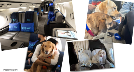 chiens voyageant dans un avion de la compagnie bark air