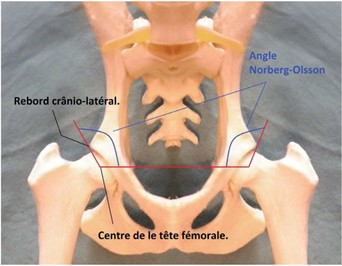dysplasie hanche chien angle de norberg olsson
