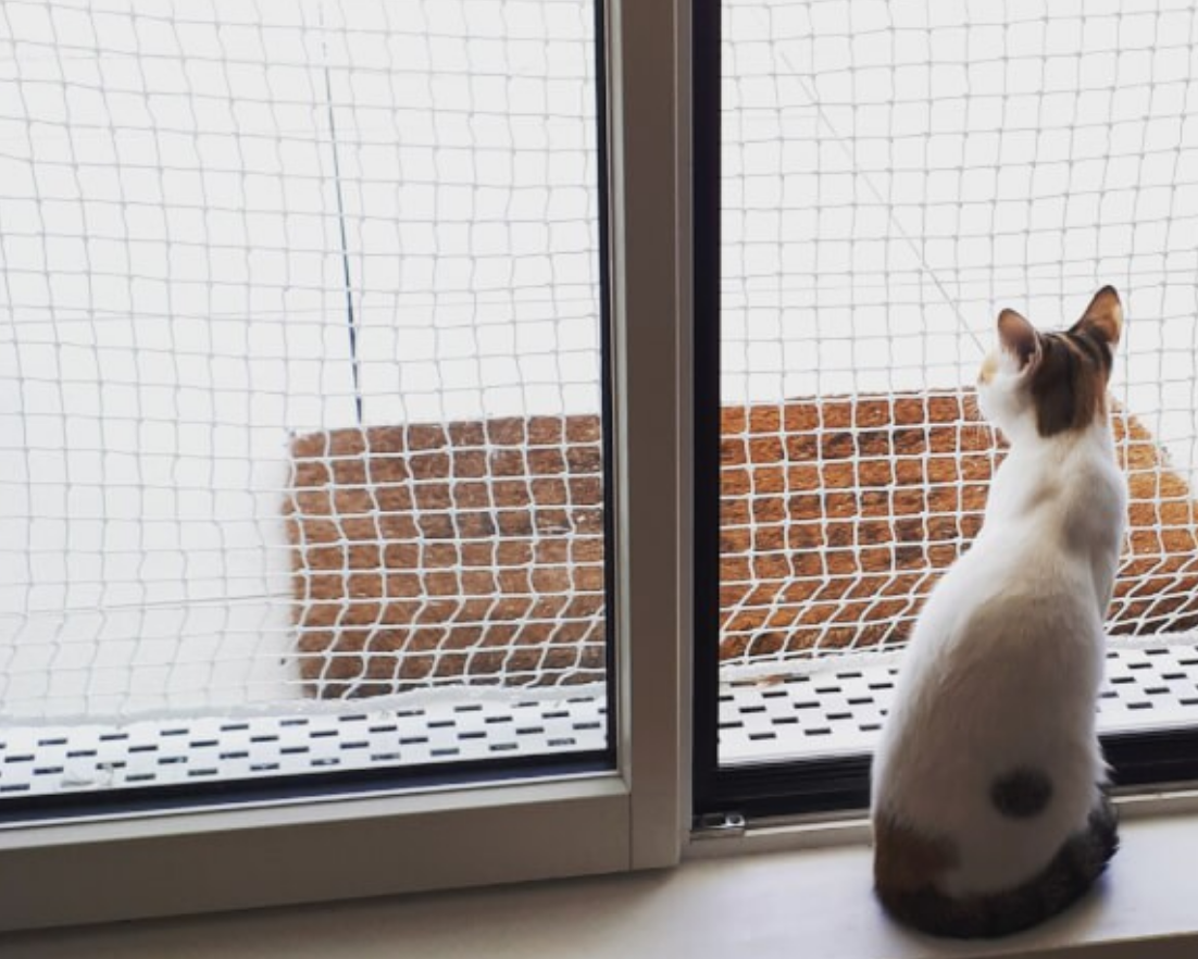 chat regardant à travers une fenetre équipée d'un filet de protection