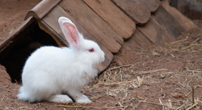 abri extérieur de lapin en hiver