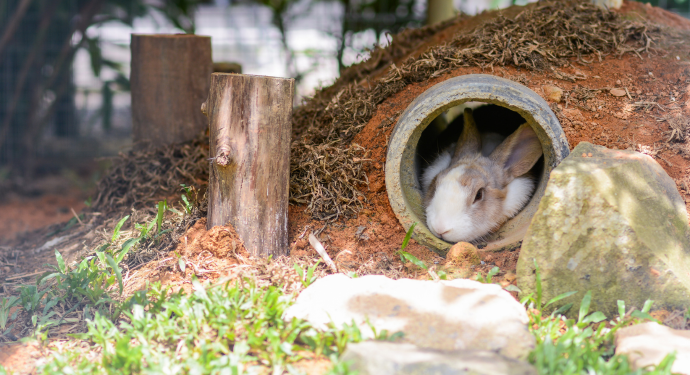 abri extérieur de lapin 