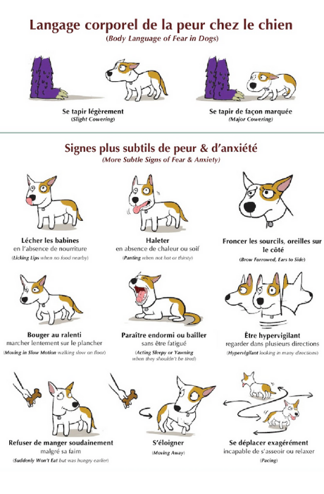 série d'images sur le language corporel du chien