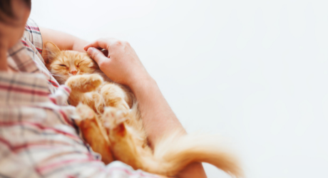 femme tenant dans ses bras un chat roux et blanc