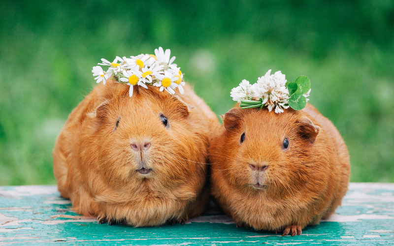 deux cochons d'Indes roux avec une couronne de fleurs