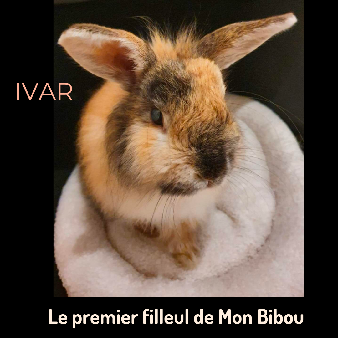 portrait de Ivar, un lapin tricolore, le 1er neveu de Mon Bibou