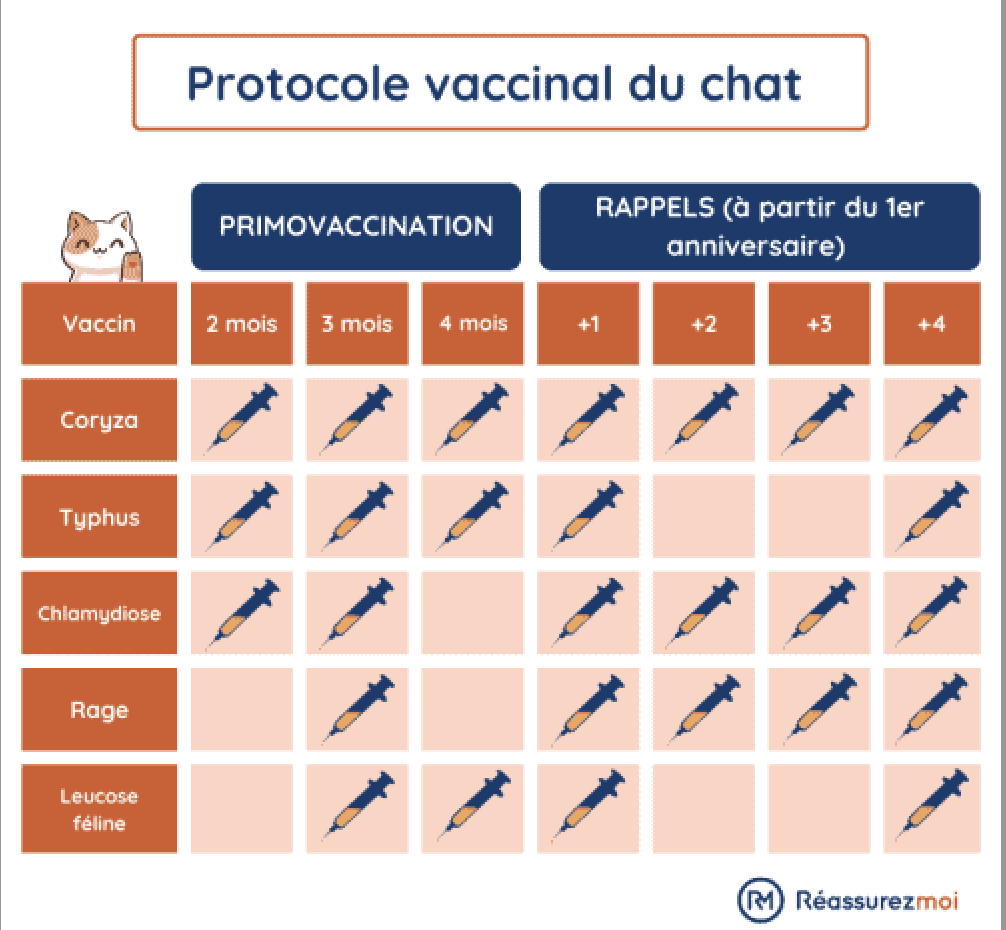 protocole vaccinal du chat en France