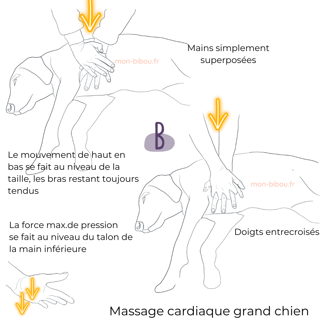 massage_cardiaque_chien