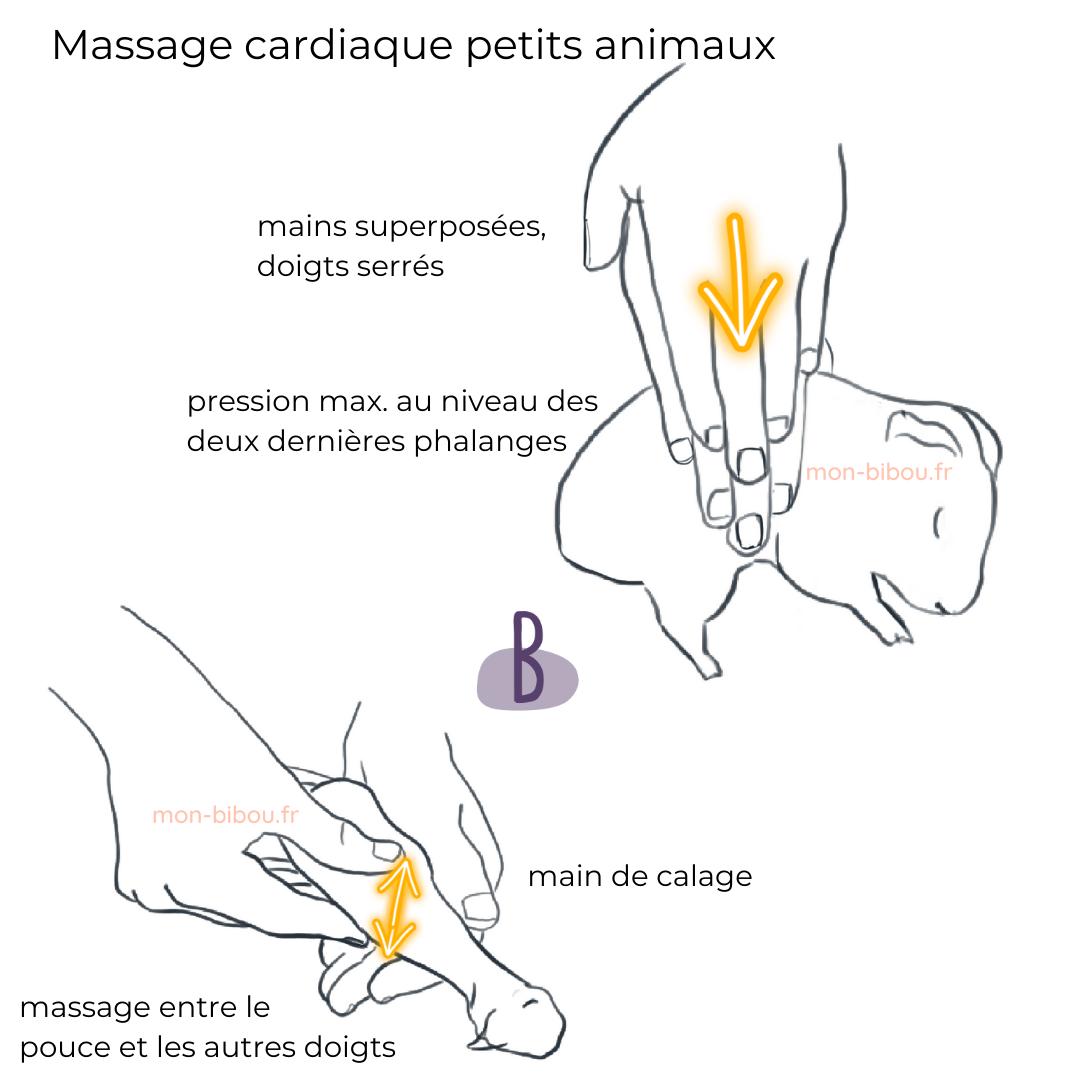 massage_cardiaque_petits_animaux