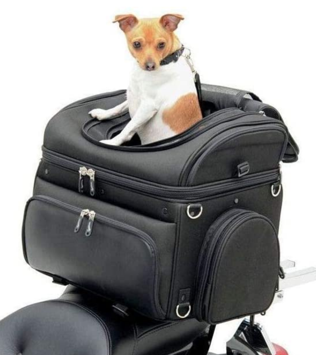 petit chien dans une sacoche de transport pour canidés
