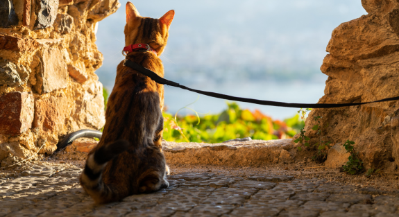 voyager avec un chat